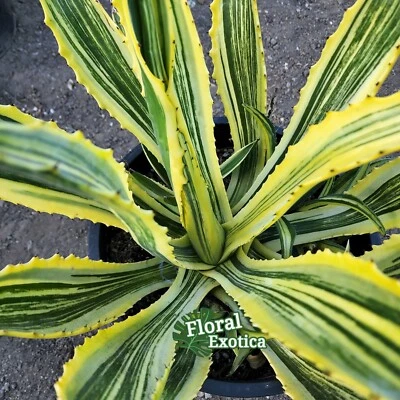 Agave Americana Spot - 11 in. diameter - Grown in the USA - Fast Shipping - Image 1 of 3
