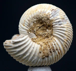 AMMONITE FOSSIL SPECIMEN Sea Life JURASSIC Fossilized Whole Natural MADAGASCAR - Picture 1 of 4
