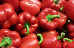 300 SAMEN rote Block-Paprika Quadrato d'Asti Paprikasamen - Bild 1 von 4