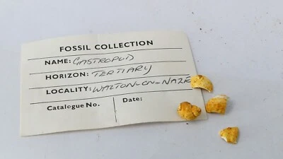 Gastropod Fossil Tertiary Period Walton-On-Naze Collectable Shell - Image 1 of 4