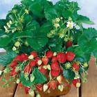 Set 10 Stück Erdbeeren pflanzen - Hängeerdbeere - FRIGO
