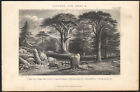1866 Gravure originale Conifères Pins Cèdre du Liban Larix arbres Botanique