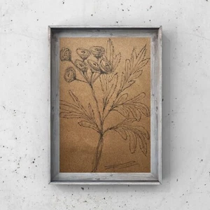 Wildflower Plant Drawing 4x6” Botanical Sketch Minimalism Art Gift From Ukraine - Picture 1 of 12