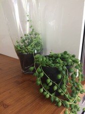 Senecio Rowleyanus String of Pearls Succulent in 8cm pot approx. 15cm