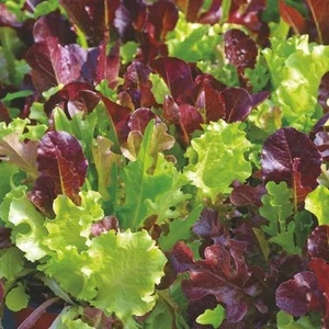 Lettuce Loose Leaf Mix - 50 Seeds - Picture 1 of 2