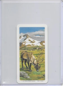 1973 Ground Caribou National Wildlife Federation The Arctic Card #28 Series 16 - Picture 1 of 2