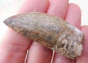 Diente de Carcharodontosaurus 5,7 cm (2,26 pulgadas) Dinosaurio/Rapaz período Cretácico - Imagen 1 de 6