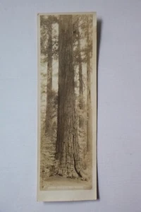 Calveras Grove of Big Trees, California,  vintage tall photo card - Picture 1 of 2