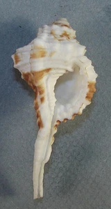 CYMATIUM EXILIS 62.00mm SUPER CHOICE XXL SPECIMEN Punta Engano Cebu, Philippines - Picture 1 of 2