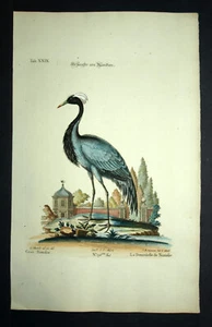 LA GRUE DEMOISELLE DE NUMIDIE gravure par Johann Michael Seligmann 1768 - Picture 1 of 3