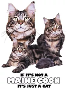 Maine Coon Katzenshirt - nicht Maine Coon - nur eine Katze - Raubkatzengeschenk - klein - 5X - Bild 1 von 2