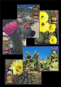 ISRAEL BRIEFMARKEN 2022 KAKTUSFAMILIE 5 BRIEFMARKEN AUF MAXIMUMKARTEN BLUMEN FLORA - Bild 1 von 6