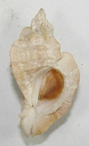 MUREX FOLIATUM 40,09 mm HERMOSO ESPÉCIMEN RARO Bahía de Neah, Washington - Imagen 1 de 2