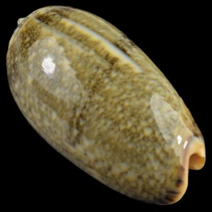OLIVA RETICULATA f. EVANIA (Ille des Pins, New Caledonia) 44.0mm #47277 - Picture 1 of 4