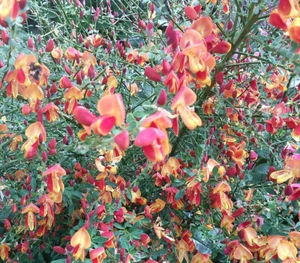 Edelginster Cytisus scoparius 'Lena' Besenginster 40 - 60 cm - Bild 1 von 1