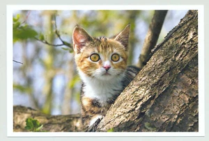 1 AK Katze "Im Ansitz" - NEU !!! =(^..^)= ___~~ c - Bild 1 von 1