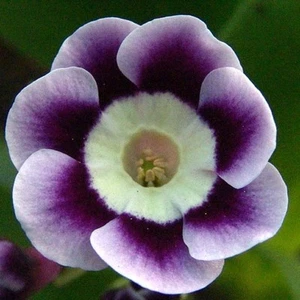 Blue Yodler Aurikel Alpenaurikel Primel Primula X Pupescens Primula X Aurikula - Bild 1 von 1