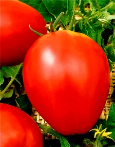Tomatensamen (10 Samen); kanadische Sorte "Canadian Heart" aus 2025 - Bild 1 von 1