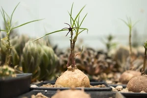 Brachystelma spp. , Murdannia spectabilis , caudex , bonsai , Rare caudex - Picture 1 of 13