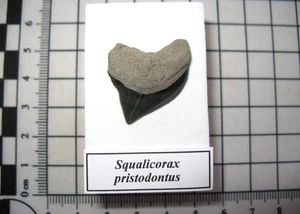 Cretaceous Squalicorax pristodontus shark tooth fossil Mississippi display #1 - Picture 1 of 5