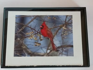 Photo Of Cardinal On Branch Framed - Picture 1 of 3