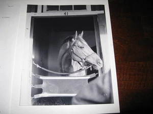 8 X 10 -- Photo of Secretariat in Barn at Pimlico-Original 1973 Preakness Stakes - Picture 1 of 3
