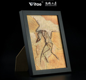 Vitae (Archaeopteryx lithographica) Dinosaur Fossil Replica Model Home Decor