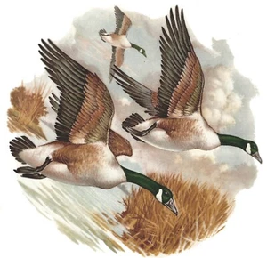 Canadian Geese in Flight 1 pc 5" Overglaze Waterslide Ceramic Decal - Picture 1 of 1