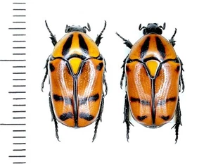 Scarabaeidae, Pachnoda leclercqi Rigout, 1985, Saudi Arabien, RAR, PAAR - Bild 1 von 1