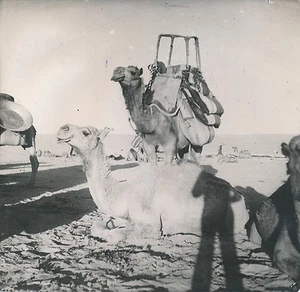 SYRIE c. 1940 - Caravane de Chameaux - DIV 7320 - Bild 1 von 2