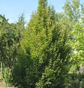 Säulen Hainbuche 60-80cm - Carpinus betulus Fastigiata - Bild 1 von 1