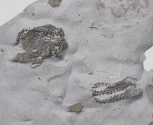 Seestern, Devonaster triradiatus, Devon, Silica Formation, Ohio, USA -eb7917 - Picture 1 of 5
