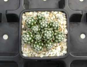 Mammillaria saboae ssp. haudeana !!! OWN ROOTS !!! Rare Cactus 07016 - Picture 1 of 4