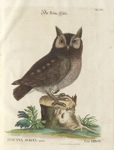 Deko Poster.Innenwandgestaltung.Die kleine Eule.Mark Catesby Natur Art.14979 - Bild 1 von 1