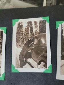 1937 Nation Parks Photos Album Bears Yellowstone Badlands Glacier Black Hills - Picture 1 of 22