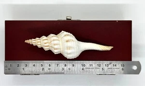 Distaff/Langschwanzspindel (Fusinus Colus) --4,25 x 1,25 Zoll ca/ ~ 106 mm - Bild 1 von 2