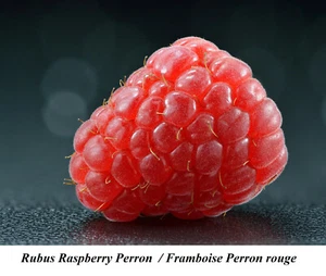 Seed Raspberry Perron Rouge SEEDS Fruit Rubus ROBUS SUPER JUICY Framboise Canada - Picture 1 of 3