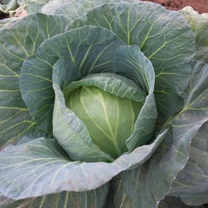 Round Cabbage Plant | Outdoor Kitchen Garden Leafy Vegetables - Picture 1 of 12