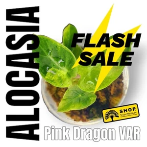 Alocasia Pink Dragon VAR Young Plant."NO MONSTERA PHILODENDRON HOYA AUREA - Picture 1 of 7