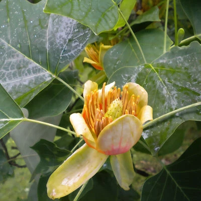 Tulipier 2L - I fiori e le foglie ricordano un tulipano - Immagine 1 di 4