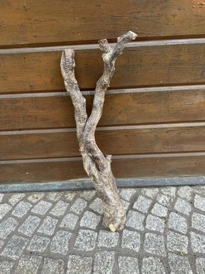 90 cm Ast Terrarium Deko Korkenzieherhaselnuss dicker Stamm Natur - Bild 1 von 4