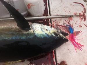 "Señuelo Marlin/Atún (9 pulgadas) bala 1 orificio ""fresa"" - Imagen 1 de 3