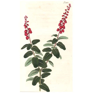 Seltenes 1826 Curtis Botanisches Magazin Nr. 2660 ANDROMEDA BUXIFOLIA, Erstausgabe! - Bild 1 von 6