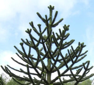 Ernte 2024: 10 Samen Chilenische Araukarie (Araucaria araucana), Schmucktanne - Bild 1 von 4