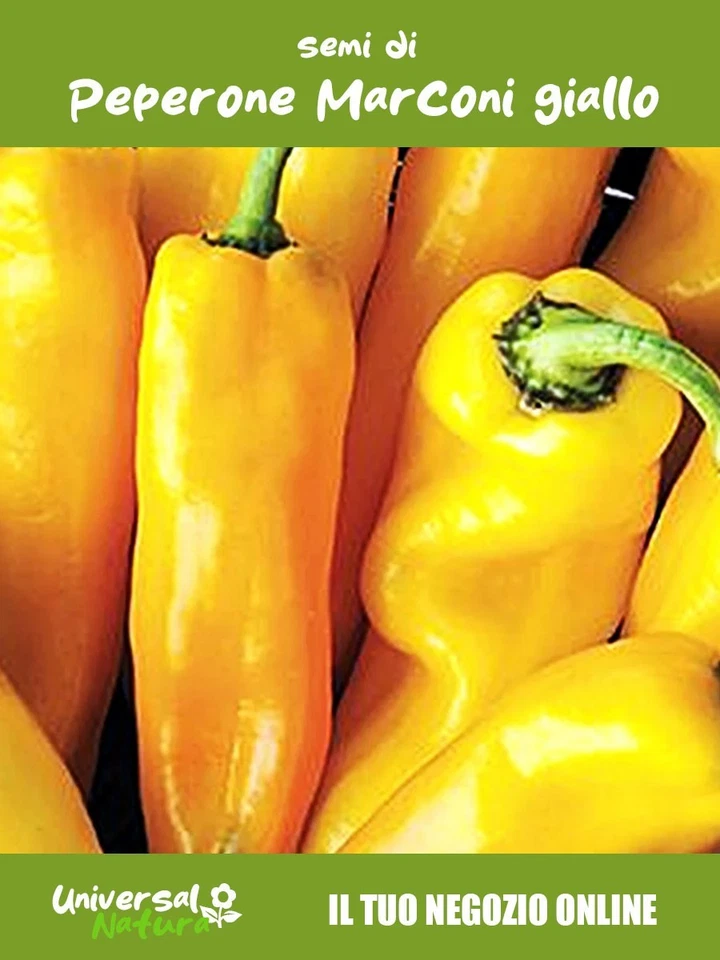 25 Semi di 🫑 Peperone Marconi Giallo – Dolce, Carnoso e di Grande Resa - Immagine 1 di 1