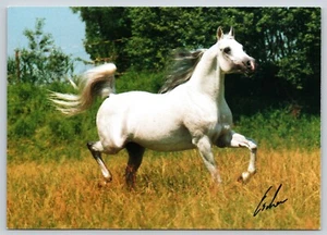 Postcard White Thoroughbred Arabian Stallion by Erwin Escher Horse Photography - Picture 1 of 2