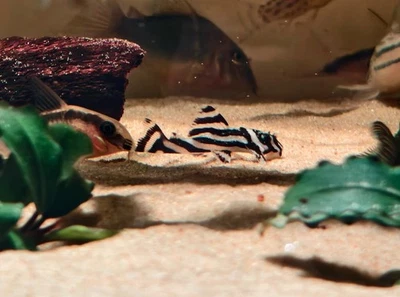 🦓Live Pleco Fish 🦓Freshwater Aquarium🦓High Quality 🦓L046 Zebra Pleco🦓 - Image 1 of 4