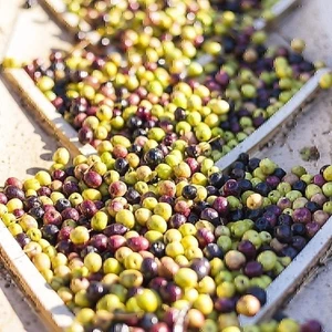 Lodi Extra Virgin Olive Oil - Premium Ascolano, Miller's Blend, Frantoio - Picture 1 of 3
