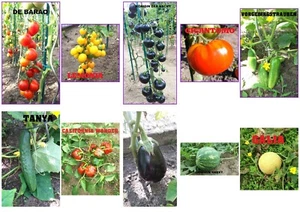 Gemüsesamen Set Tomaten Gurken Paprika Aubergine Melonen 48 Samen 9€ - Bild 1 von 12