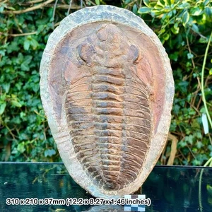 FÓSIL TRILOBITE CAMBROBALLAS TELESTO GIGANTE 10", Cámbrico Medio, Djbel Ougnat, - Imagen 1 de 3